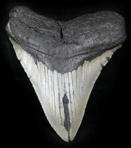 Bargain Megalodon Tooth - North Carolina #26010